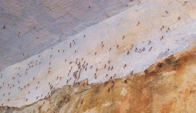 подвальные комары